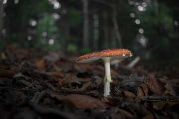 Red mushroom in the forest / woodland poisonous fungi / woods photography background / fairytale enchanted forest