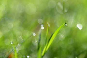 Water droplets on the top of the grass in the morning