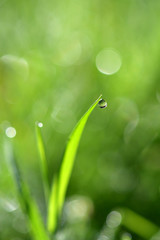 Water droplets on the top of the grass in the morning