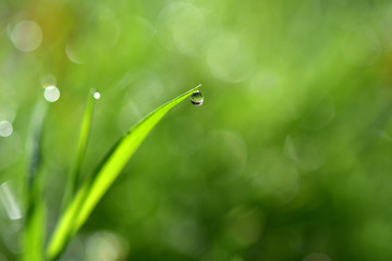 Water droplets on the top of the grass in the morning