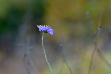 Purple flowers in the midst of fallen flowers