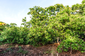 Naklejka premium Nut Tree Cashew Growing Nuts at Binh Phuoc, Vietnam