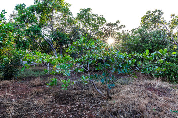 Nut Tree Cashew Growing Nuts at Binh Phuoc, Vietnam