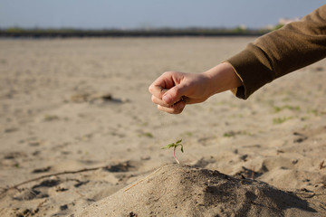 Close-up of a child's hand taking care of a green branch with leaves in the soil. Children's hands take care of the plant. Sand falls through my fingers