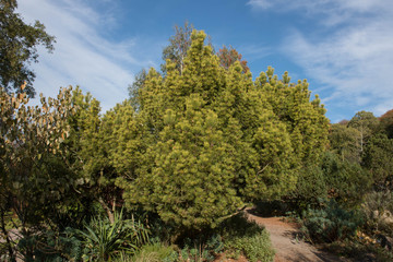 Fototapeta na wymiar Green Foliage and Cones of an Evergreen Coniferous Dwarf Mountain Pine Tree (Pinus mugo 'Winter Gold' Growing in a Garden in Rural Devon, England, UK