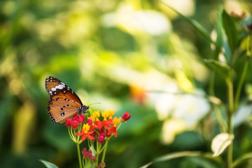 orange monarch butterfly on flower in spring
