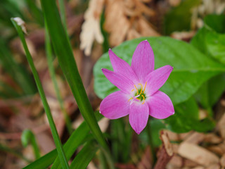 Rain Lily  flower