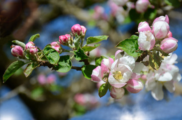 Fototapeta na wymiar Wundervolle Apelbaumblüte bei strahlendem blauen Himmel