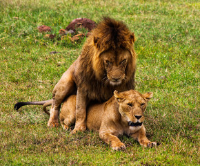Lions mating in the savanna