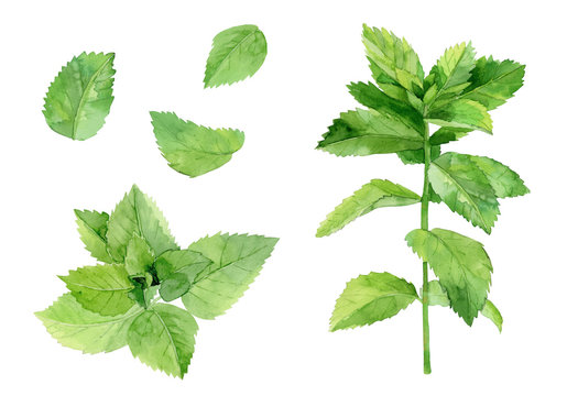 Mint Leaves. Herbal Plant Set. Watercolour Illustration Isolated On White Background.