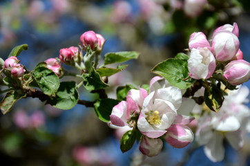 Obraz na płótnie Canvas Wundervolle Apelbaumblüte bei strahlendem blauen Himmel