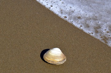 Fototapeta na wymiar Seashell on the shore of the sea of ​​Japan. Seething wave in the right corner, copy space