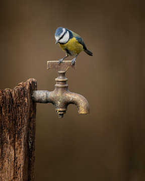 Image Of Blue Tit Bird Cyanistes Caeruleus On Wooden Post With Rusty Water Tap In Spring Sunshine And Rain In Garden