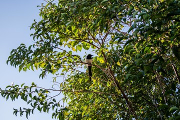 Bird on a tree