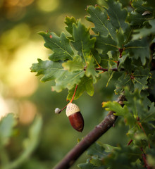 Acorn on Oak Tree