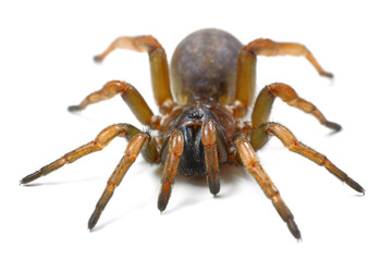 spider mygal isolated on a white background