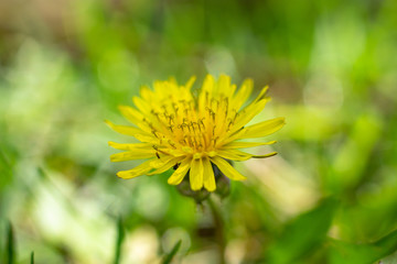 Close up of yellow dandelion flower on the grass
