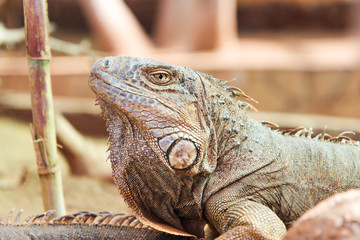 Iguana © Artur Grom