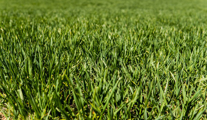 Young wheat seedlings growing on a field in a black soil. Spring green wheat grows in soil. Close up on sprouting rye on a agriculture field in a sunny day. Sprouts of rye. Agriculture.