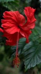 Obraz premium kerala beautiful red hibiscus flower