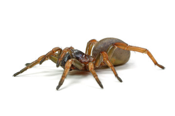 spider mygal isolated on a white background