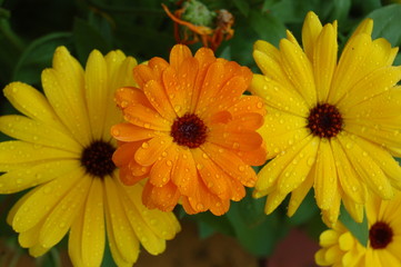 drei blumen nebeneinander in gelb und orange mit wassertropfen
