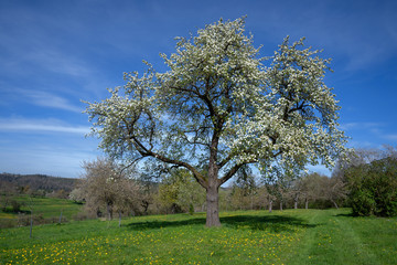 Großer blühender Birnbaum im Frühling in einer Wiese mit Löwenzahn in ländlicher Landschaft