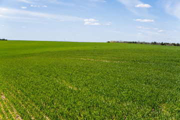 Young wheat seedlings growing on a field in a black soil. Spring green wheat grows in soil. Close up on sprouting rye on a agriculture field in a sunny day. Sprouts of rye. Agriculture.