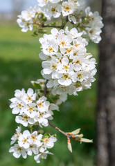 Fototapeta na wymiar Blüten eines Birnbaums an einem senkrecht hängenden Zweig in Nahaufnahme - Hochformat