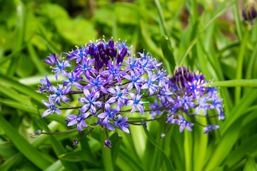 日本語で「オオツルボ」または「ワイルドヒヤシンス」、学名：シラー・ペルビアナ（学名： Scilla peruviana）春に咲く花