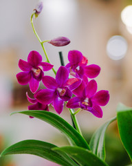 A close up of orchids