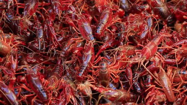 Close-up of red crayfishes in a bucket, freshly caught, coronavirus pandemic, healthy food, boost immunity