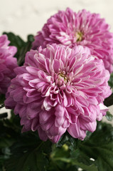 Obraz premium A close up of a flower