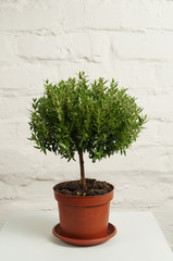 Myrtle in a pot on a white wall background