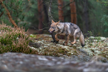 Lone wolf running in autumn forest Czech Republic