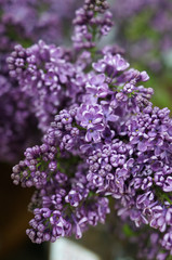 A close up of a purple flower