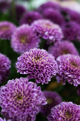A close up of a purple chrysanthemums