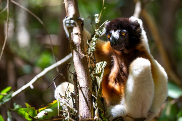 A Sifaka lemur that has made itself comfortable in the treetop