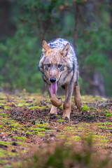 Lone wolf running in autumn forest Czech Republic