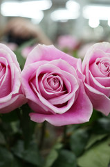 A close up of a pink roses