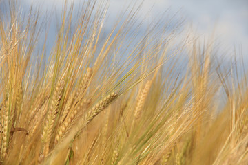 Large field of fresh wheat in countryside