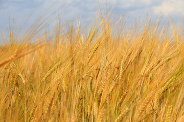 Large field of fresh wheat in countryside