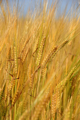 Large field of fresh wheat in countryside
