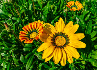 Flowers in Sunder nursery, Delhi, India