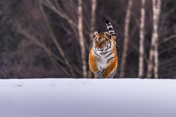 Fototapeta premium Siberian Tiger running in snow. Beautiful, dynamic and powerful photo of this majestic animal. Set in environment typical for this amazing animal. Birches and meadows