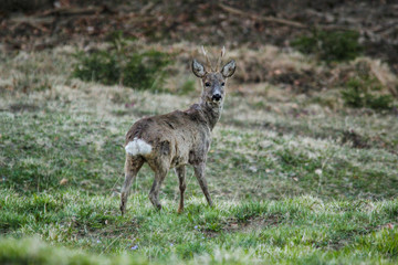 Naklejka na ściany i meble young male roebuck deer shedding ist winter coat in late spring