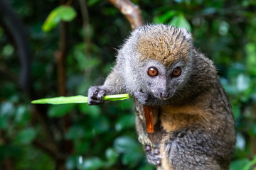 A small lemur on a branch eats on a blade of grass