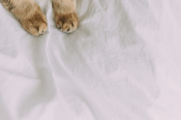 The paw of a golden cat . The concept of pets, comfort, pet care, keeping cats in the house. Light image, minimalism, copyspace.