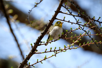 カラマツの小枝に止まるメジロ