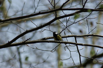 bird on a branch